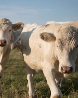 Buy CHAROLAIS CATTLE online